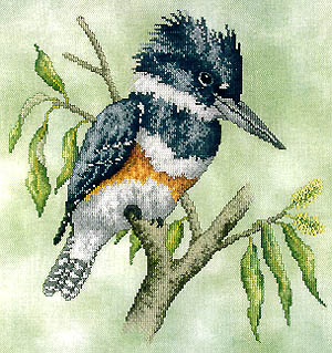 Belted Kingfisher-Crossed Wing Collection-