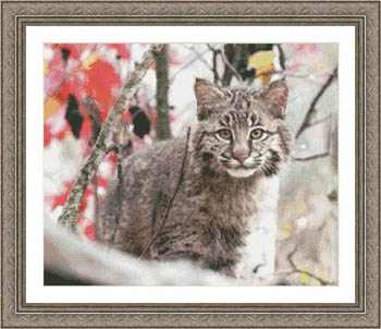 Bobcat Mischief-Kustom Krafts-