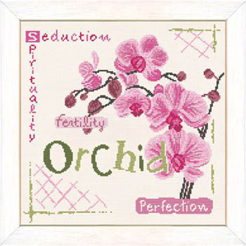 Orchid-Lilipoints-